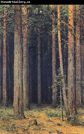 Ivan Shishkin Forest Reserve, Pine Grove